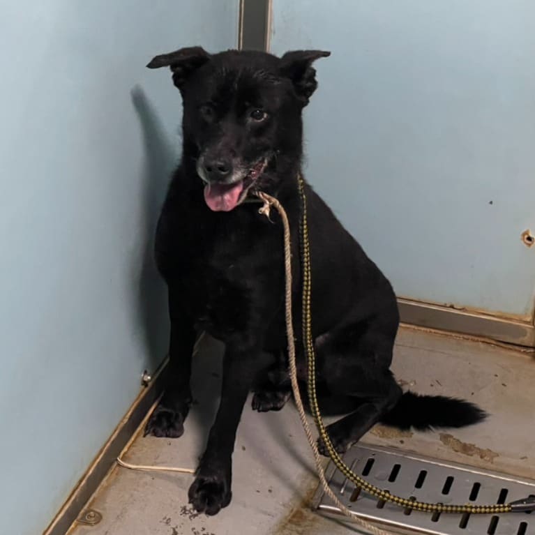 Photo of No. VAAAG112113010, Adult · Male · Medium · Mixed breed