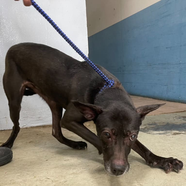Black adult female mixed-breed dog, Medium, shelter no. …3012