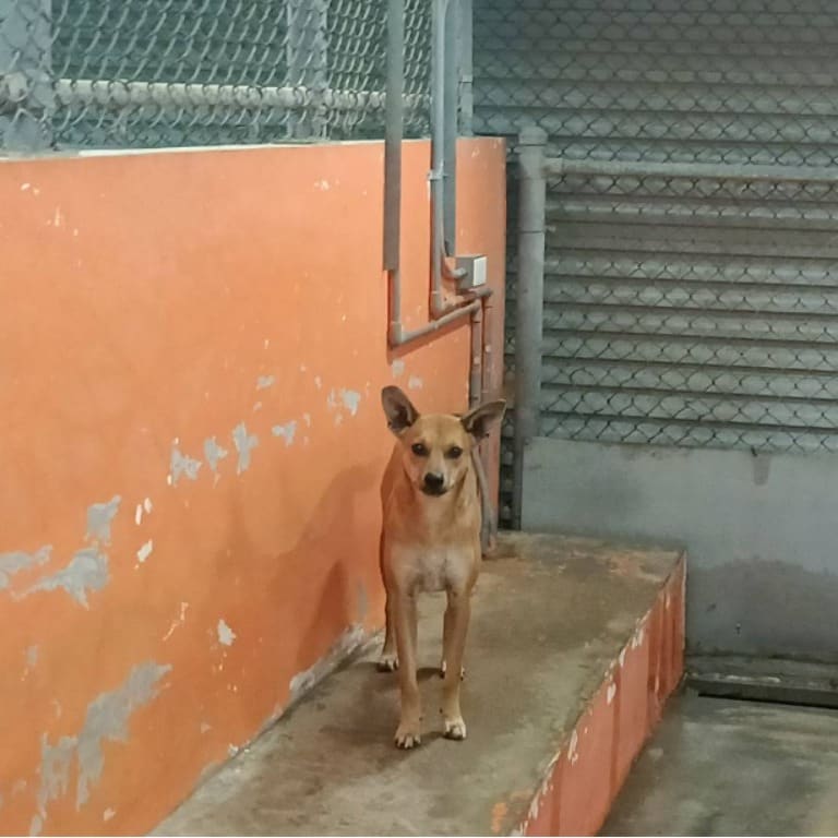 Tan young female mixed-breed dog, Small, shelter no. …0009