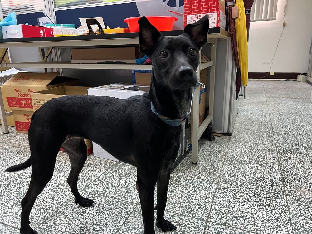 Photo of No. CAAAG1121203001, Adult · Female · Medium · Mixed breed