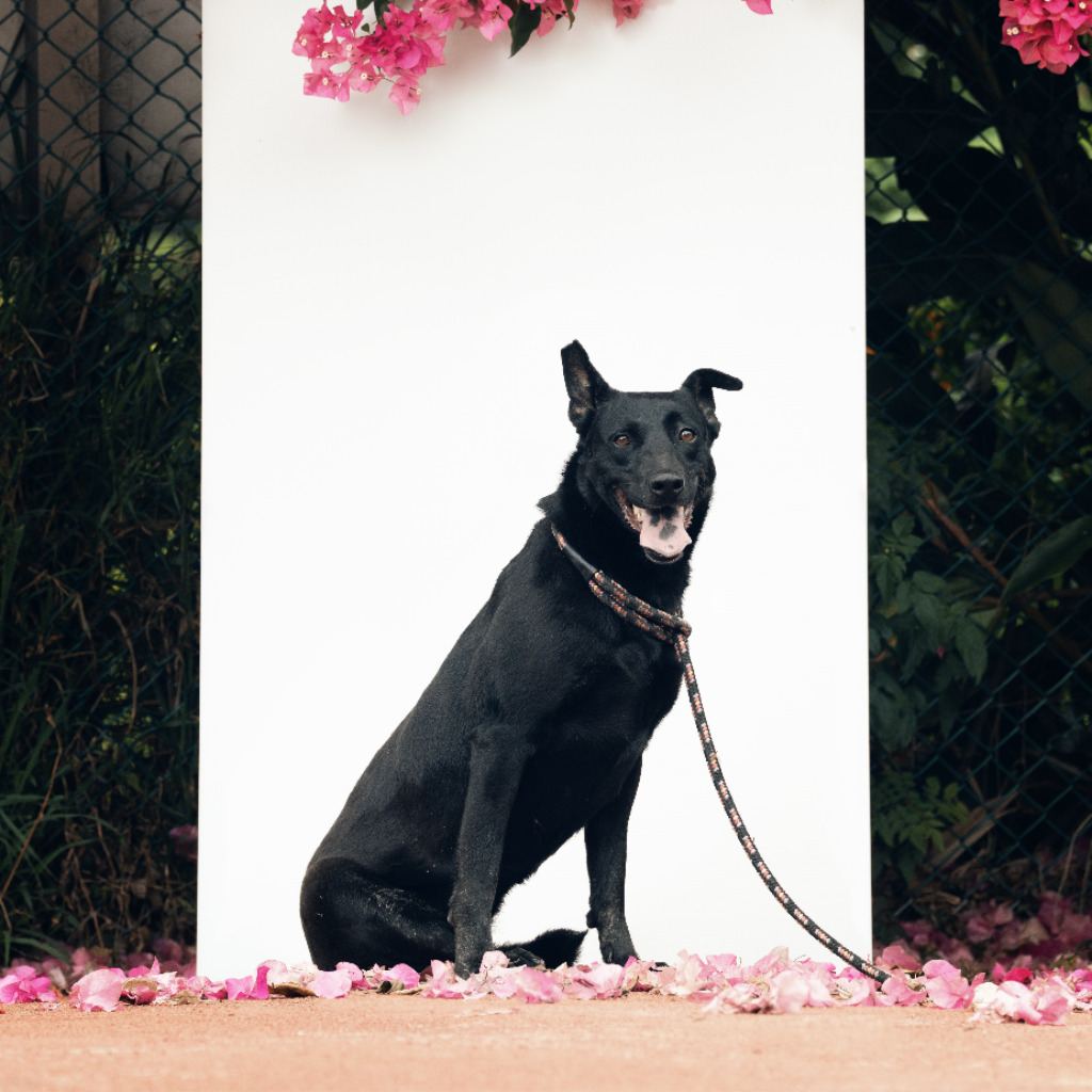 Black adult female mixed-breed dog, Medium, shelter no. …3101