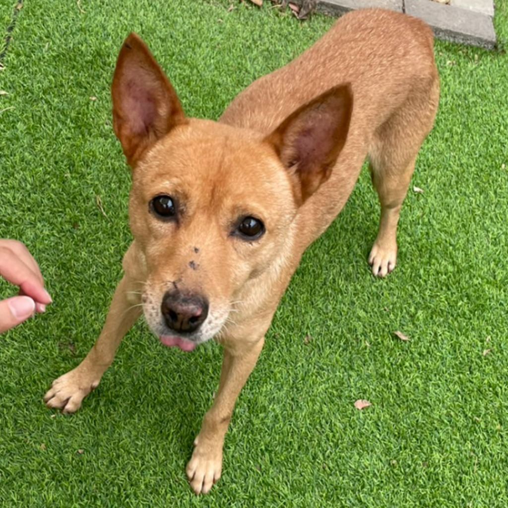Photo of No. DAAAG1120925002, Adult · Female · Medium · Mixed breed