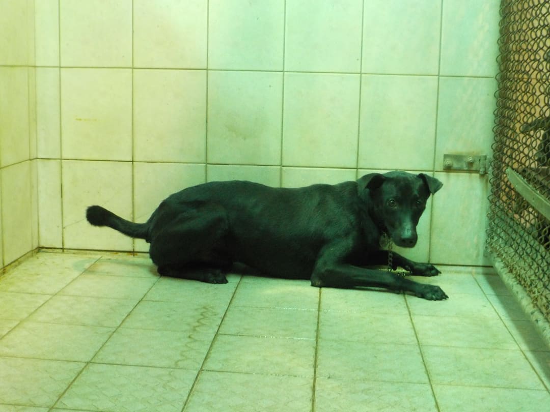 Photo of No. HAAAG1121208788, Adult · Male · Medium · Mixed breed