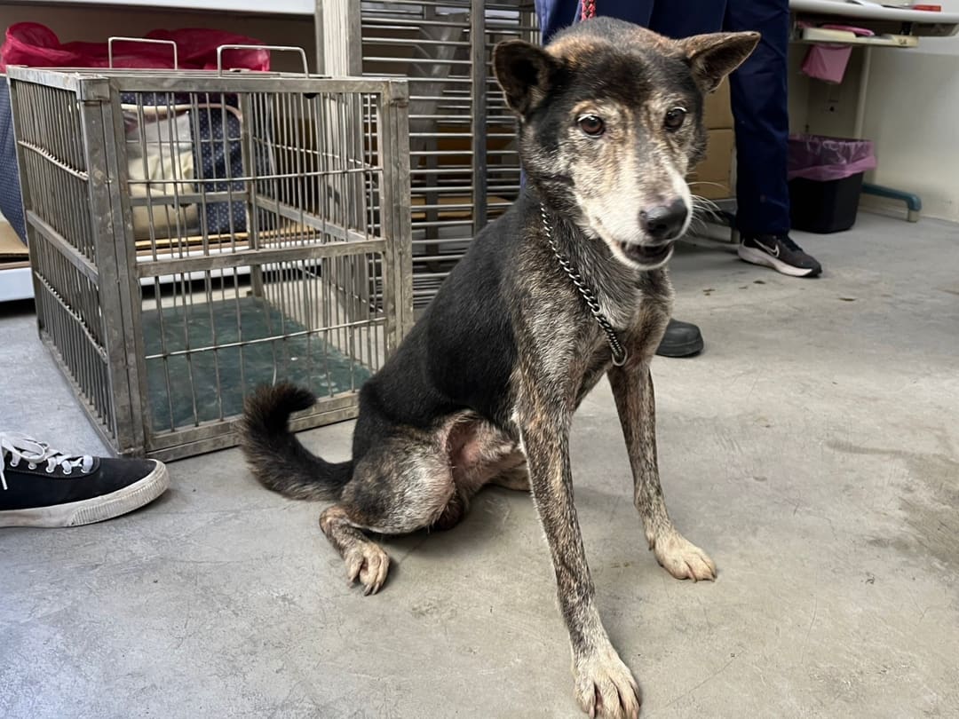 Photo of No. VAAAG112121104, Adult · Male · Medium · Mixed breed