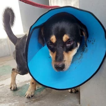 Photo of No. AAAHG1121116003, Adult · Male · Medium · Mixed breed