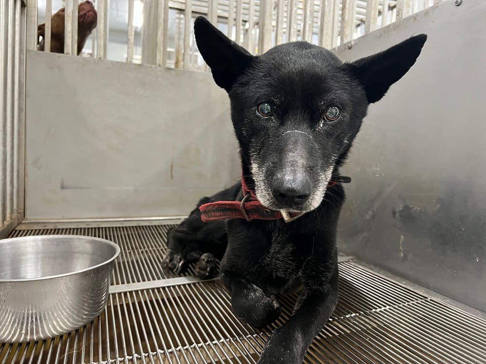 Photo of No. CAAAG1121214001, Adult · Male · Medium · Mixed breed