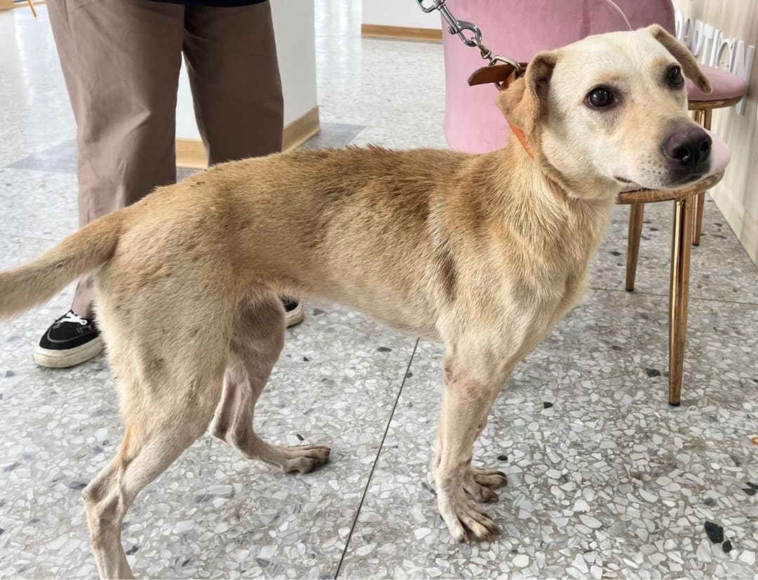 Photo of No. OAAAG1121216002, Adult · Female · Medium · Mixed breed