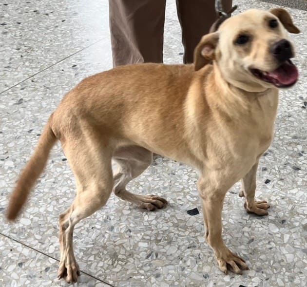 Tan-and-white adult female mixed-breed dog, Medium, shelter no. …6003