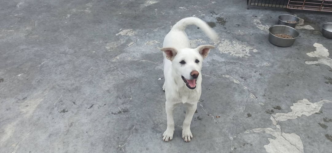 Photo of No. 1121214D03, Young · Female · Small · Mixed breed