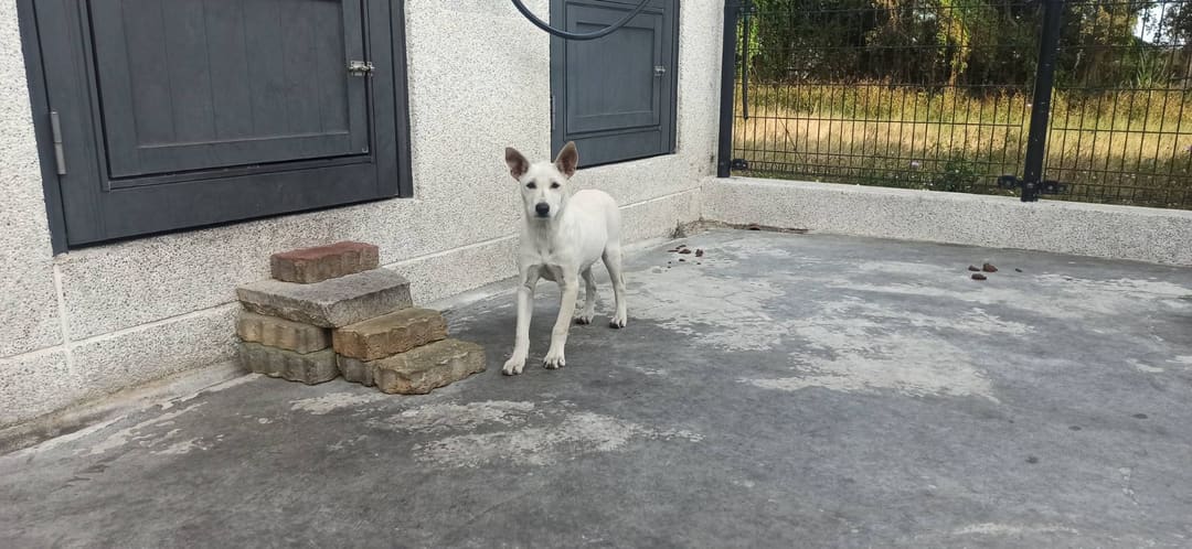 Photo of No. 1121214D04, Young · Female · Small · Mixed breed
