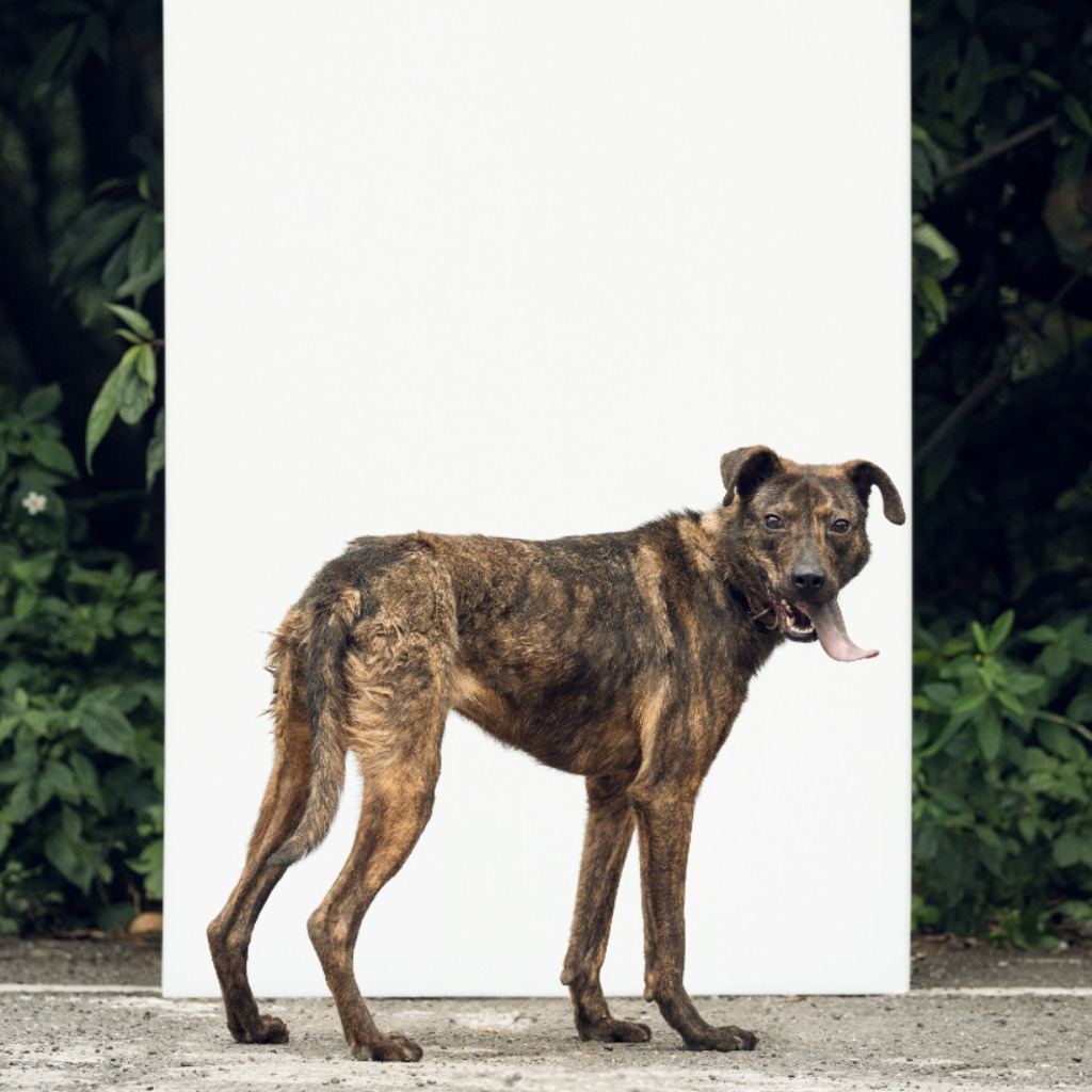 Tabby adult female mixed-breed dog, Medium, shelter no. …0012