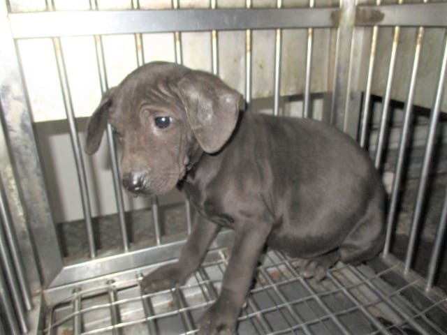 Photo of No. CAAAG1121219003, Young · Male · Small · Mixed breed