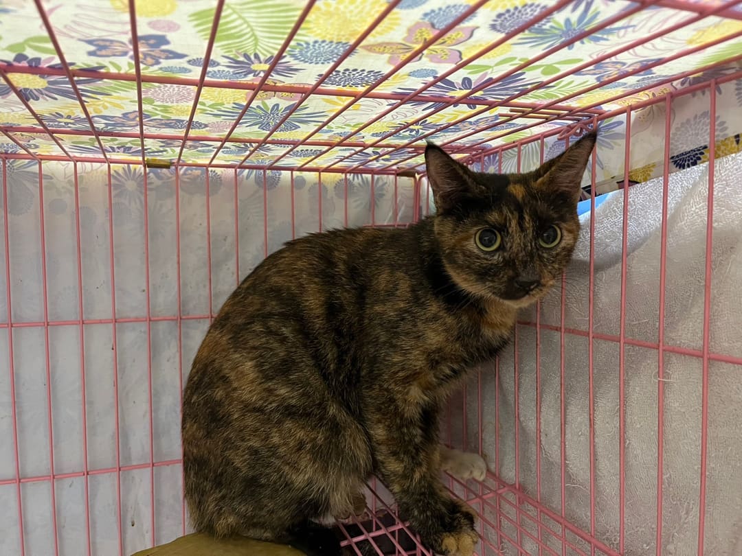 Black-and-orange adult female mixed-breed cat, Medium, shelter no. …1905