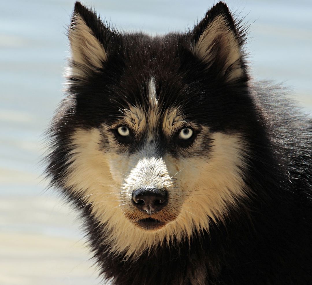 Photo of No. XAAAG1121220001, Adult · Male · Medium · Mixed breed
