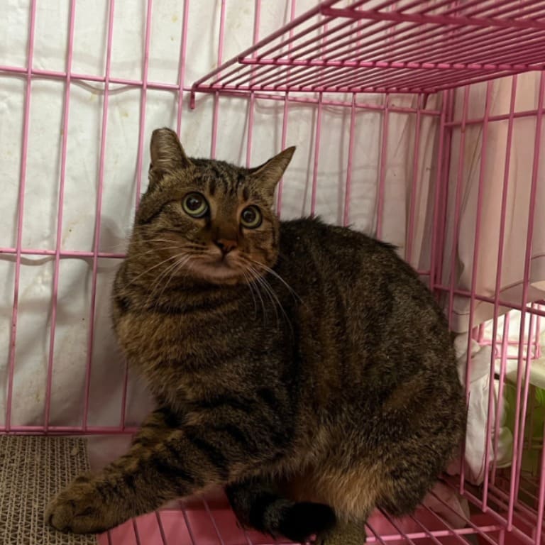 Photo of No. VAAAG112122010, Adult · Female · Medium · Mixed breed
