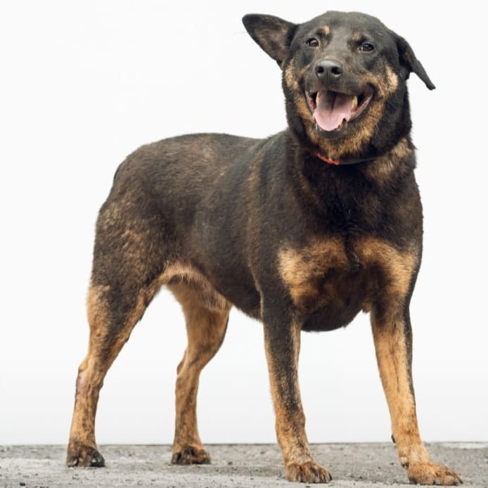 Photo of No. AAACG1110113001, Adult · Male · Large · Mixed breed