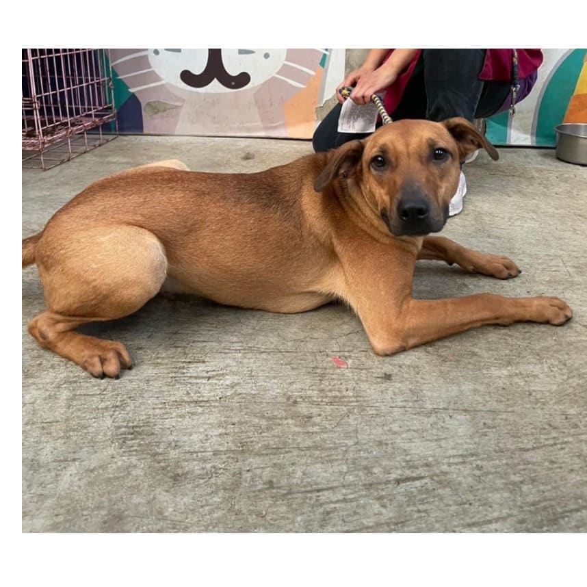 Brown young male mixed-breed dog, Medium, shelter no. …8002