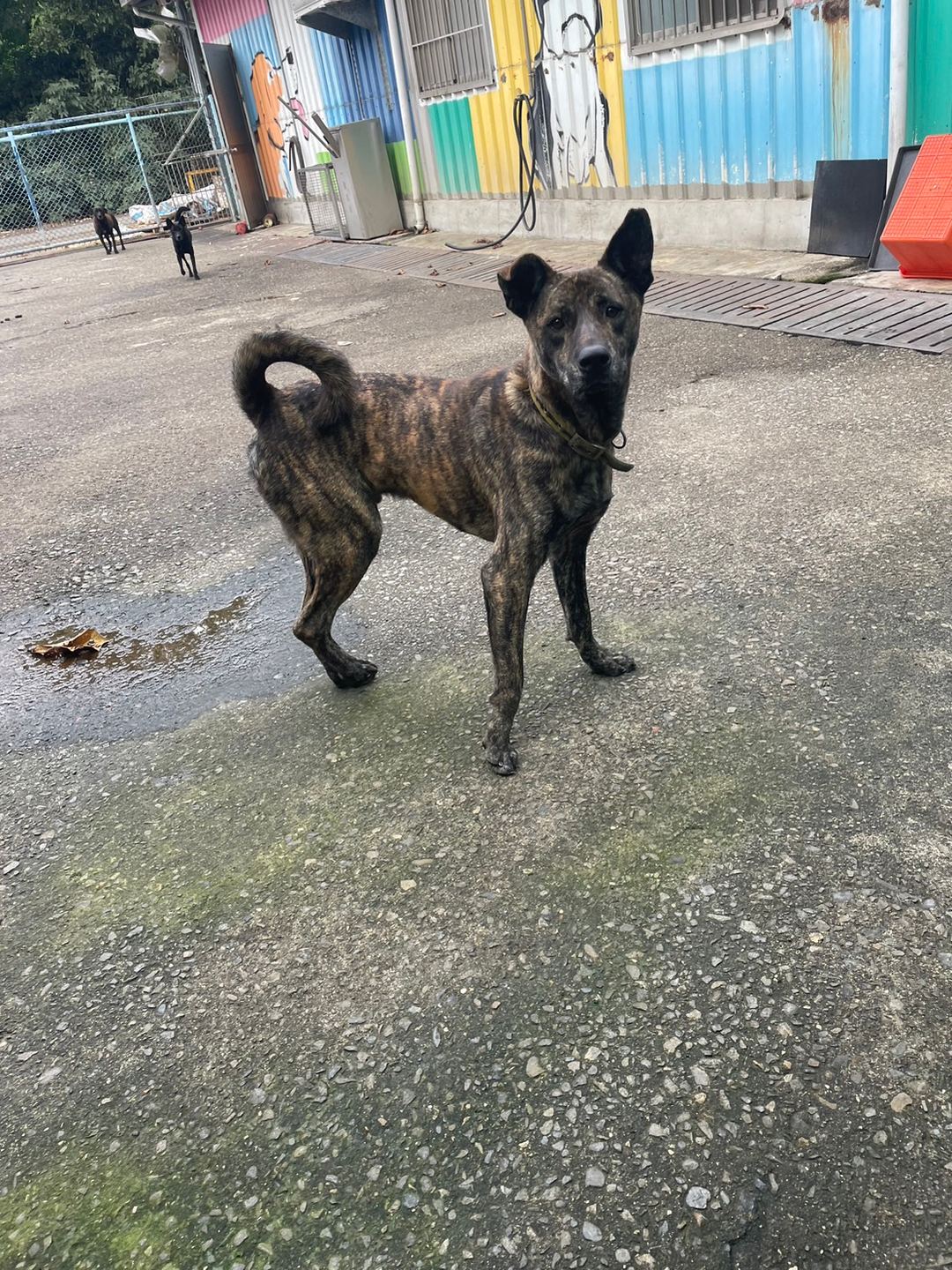 Tabby adult male mixed-breed dog, Medium, shelter no. …6001
