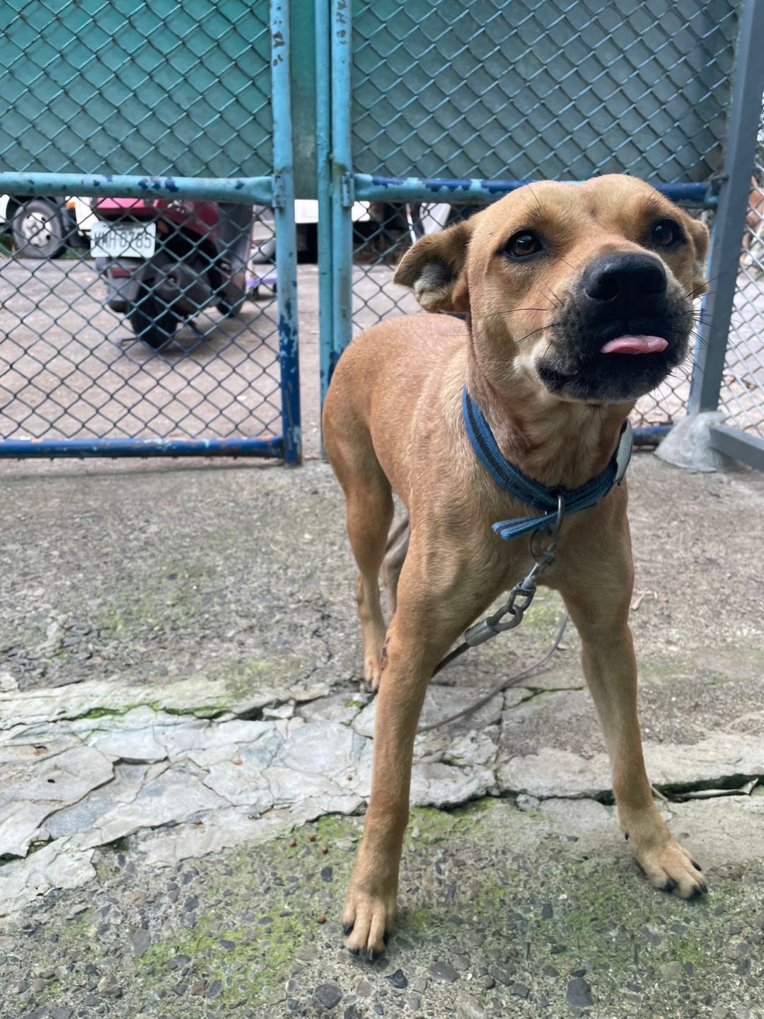Tan adult female mixed-breed dog, Medium, shelter no. …6007