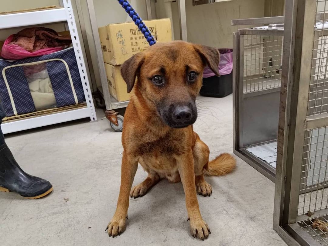 Photo of No. VAAAG112122404, Adult · Male · Medium · Mixed breed
