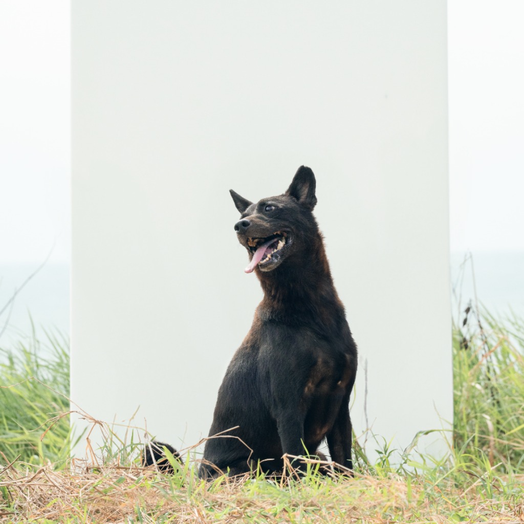 Photo of No. AAAFG1041215001, Adult · Female · Medium · Mixed breed