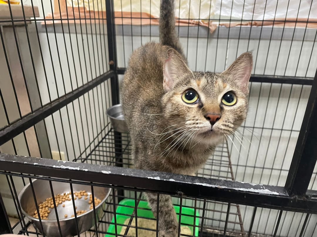 Photo of No. MAAAG1121226009, Adult · Female · Medium · Mixed breed