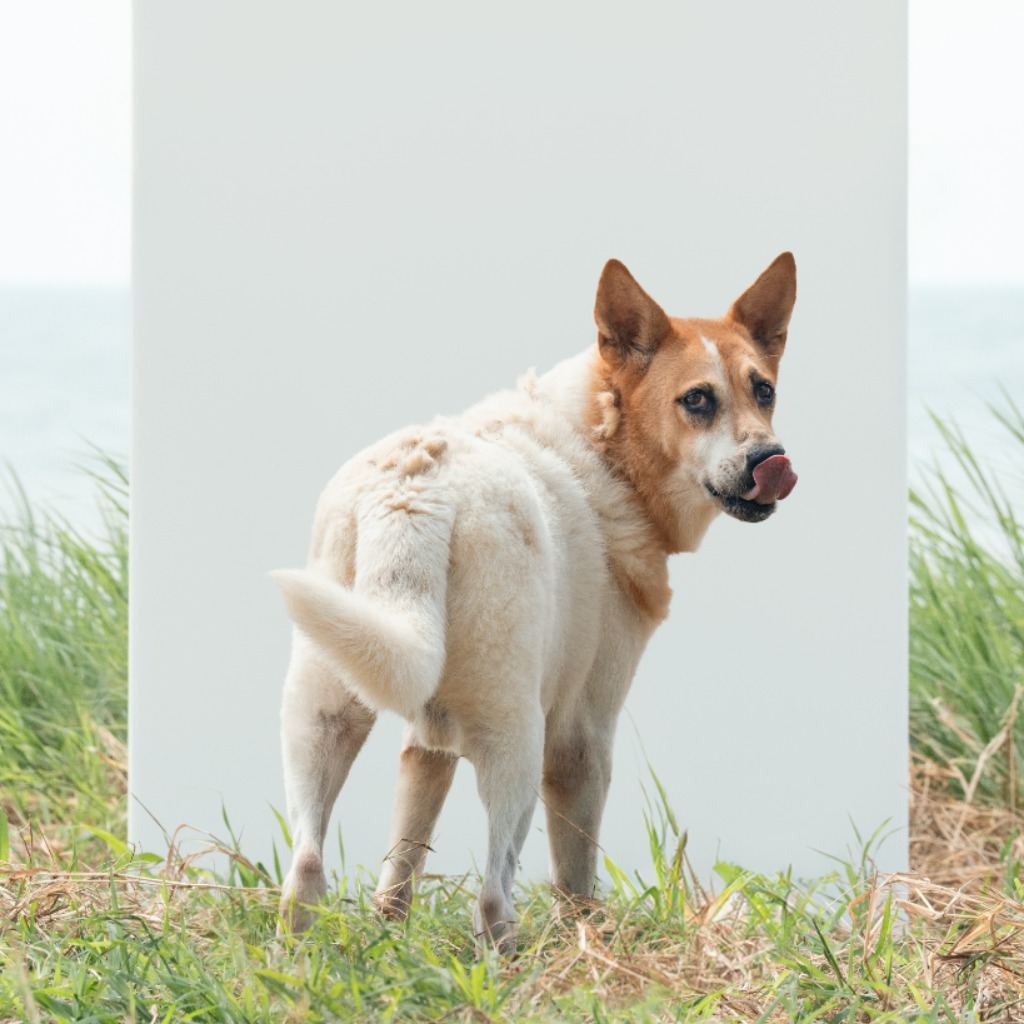 Tan-and-white adult male mixed-breed dog, Large, shelter no. …8001