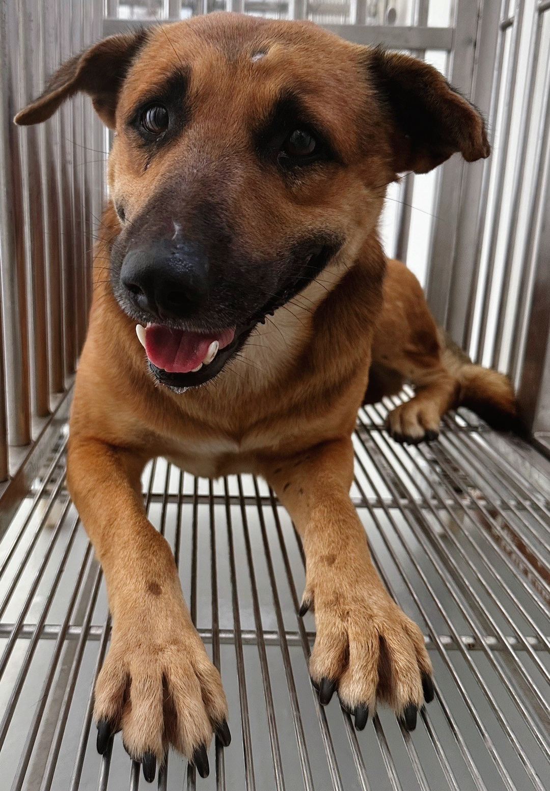 Photo of No. OAAAG1121227001, Adult · Male · Medium · Mixed breed