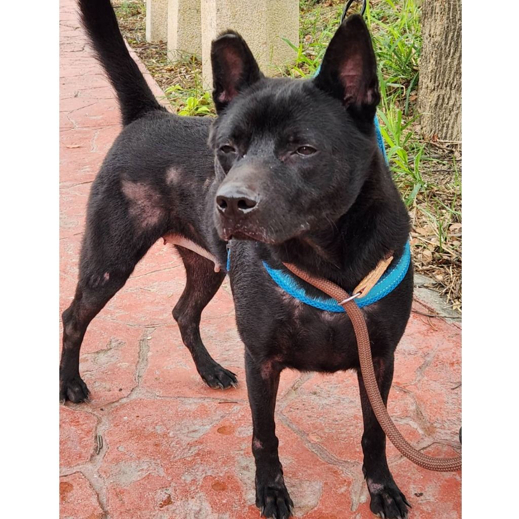 Black adult female mixed-breed dog, Medium, shelter no. …2001