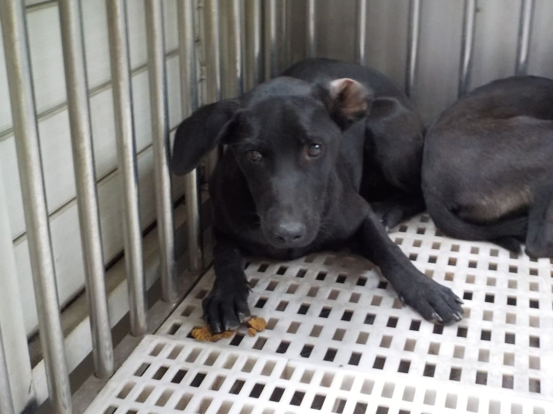 Photo of No. HAAAG1121227776, Adult · Female · Medium · Mixed breed