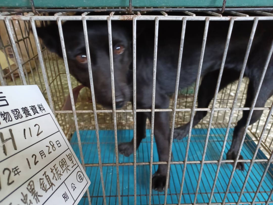 Photo of No. 112-H112D, Adult · Female · Large · Mixed breed