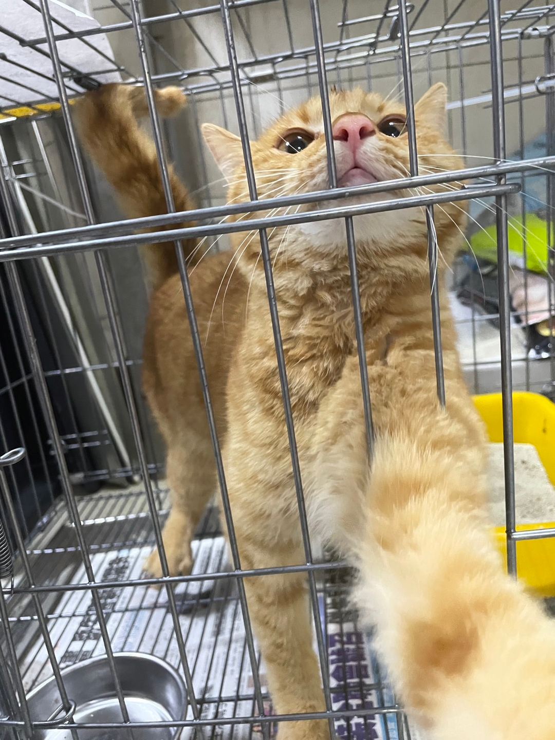 Photo of No. AAACG1130103002, Young · Male · Medium · Mixed breed