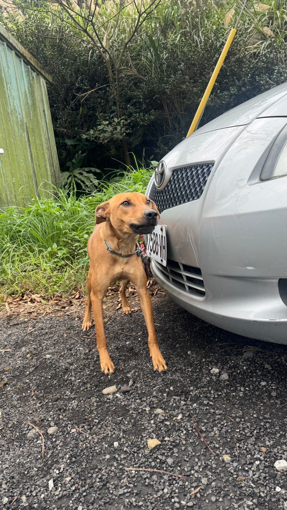 Photo of No. AAACG1130104001, Adult · Male · Medium · Mixed breed