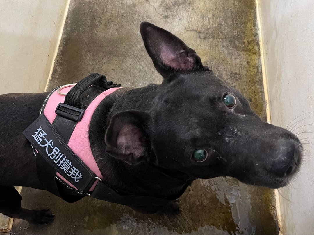 Photo of No. VAAAG113010905, Adult · Male · Medium · Mixed breed