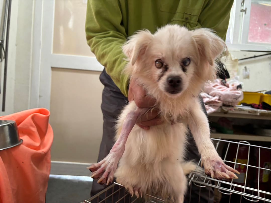 Photo of No. AAAHG1130109001, Adult · Female · Medium · Mixed breed