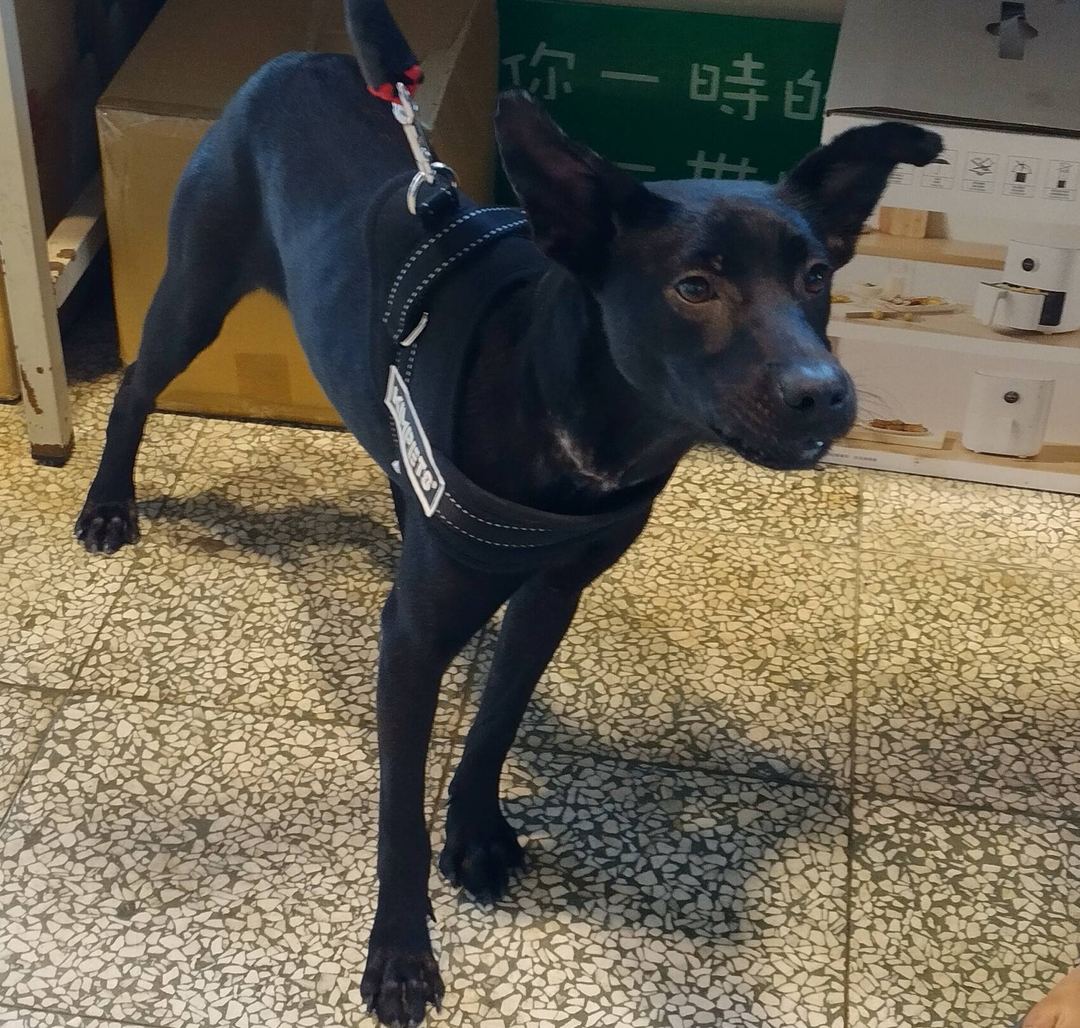 Photo of No. CAAAG1130113002, Adult · Female · Medium · Mixed breed
