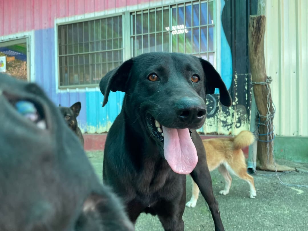 Photo of No. MAAAG1130113003, Adult · Male · Medium · Mixed breed