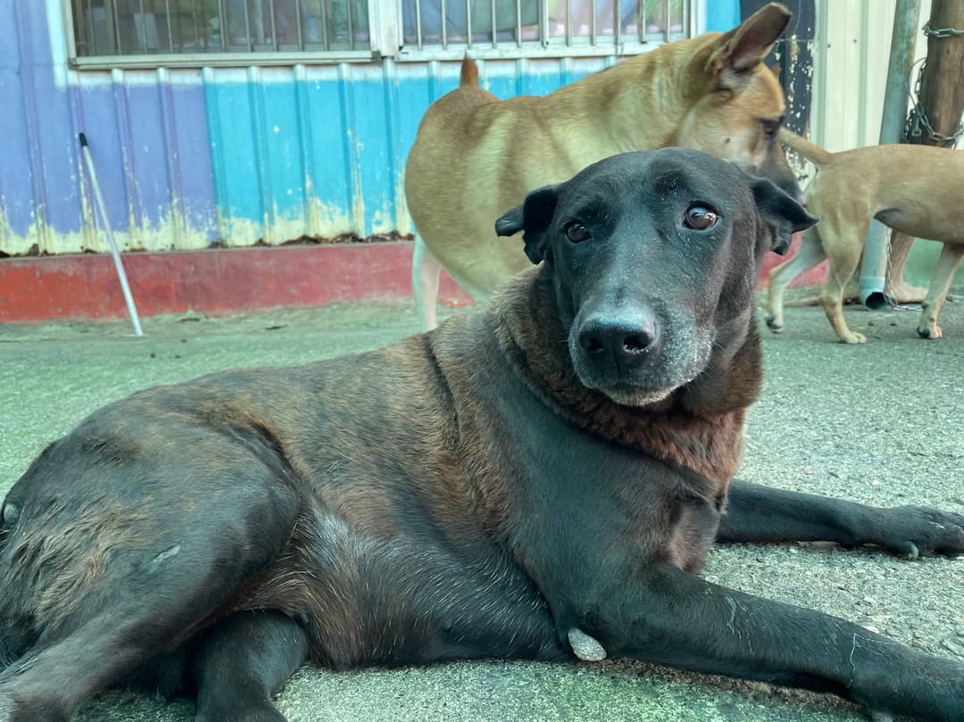 Photo of No. MAAAG1130113004, Adult · Female · Medium · Mixed breed
