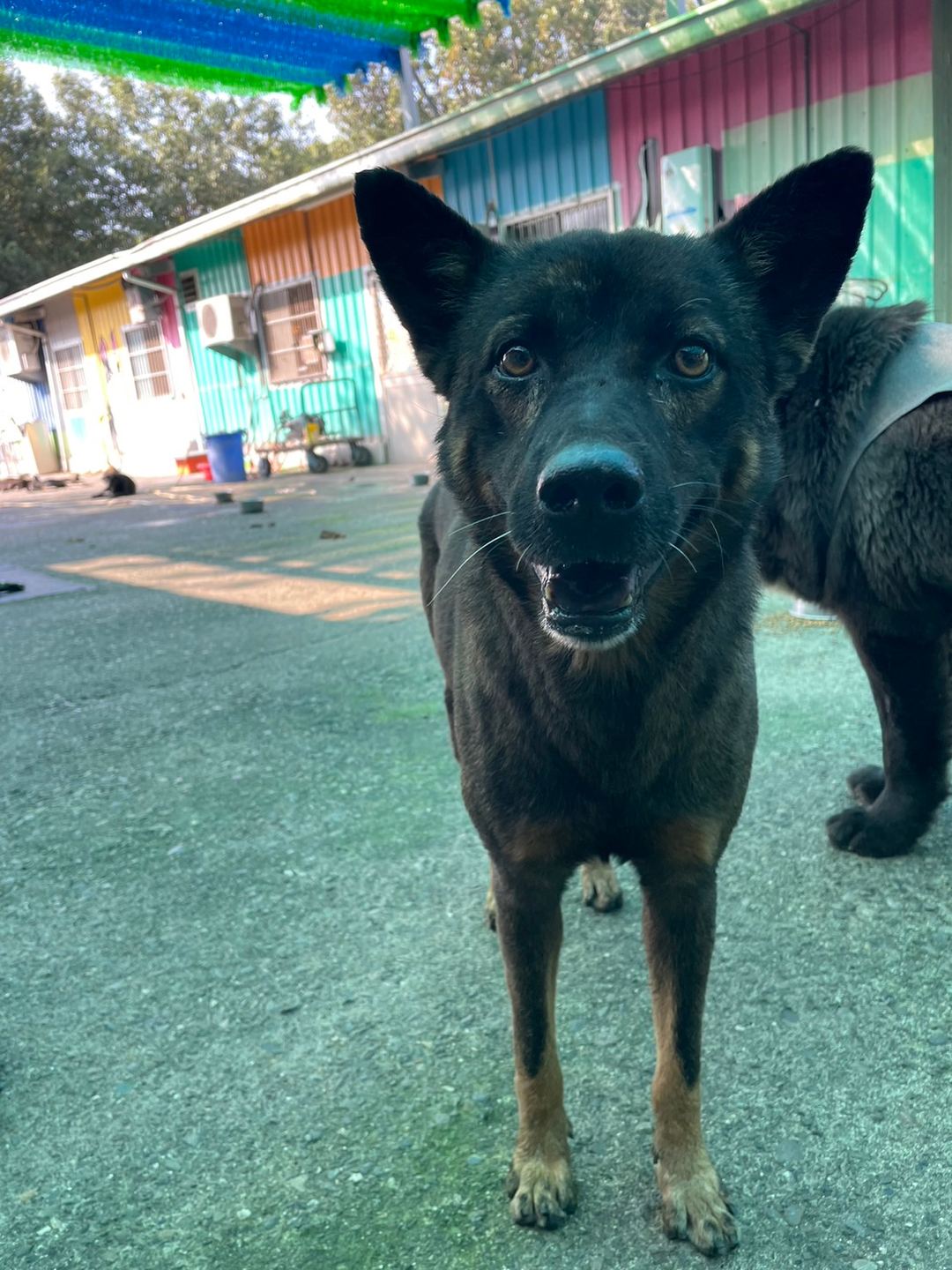 Photo of No. MAAAG1130113005, Adult · Male · Medium · Mixed breed