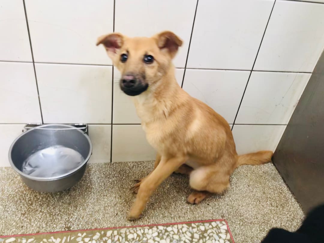 Photo of No. LAAAG112H2a, Adult · Female · Large · Mixed breed
