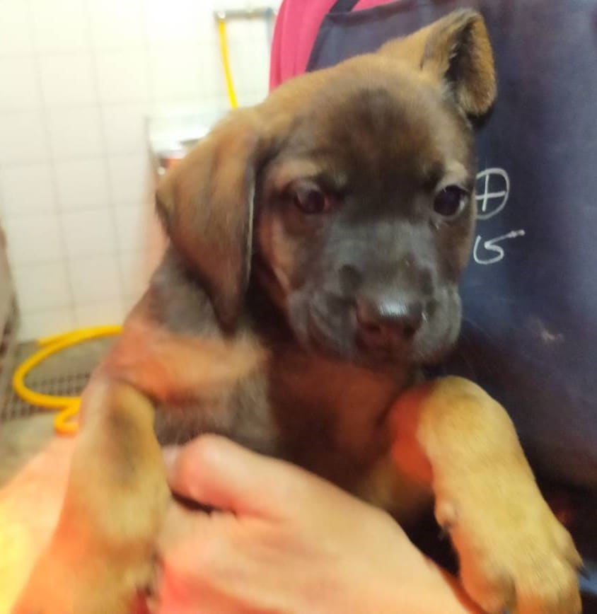 Black-and-tan young male mixed-breed dog, Small, shelter no. …5006