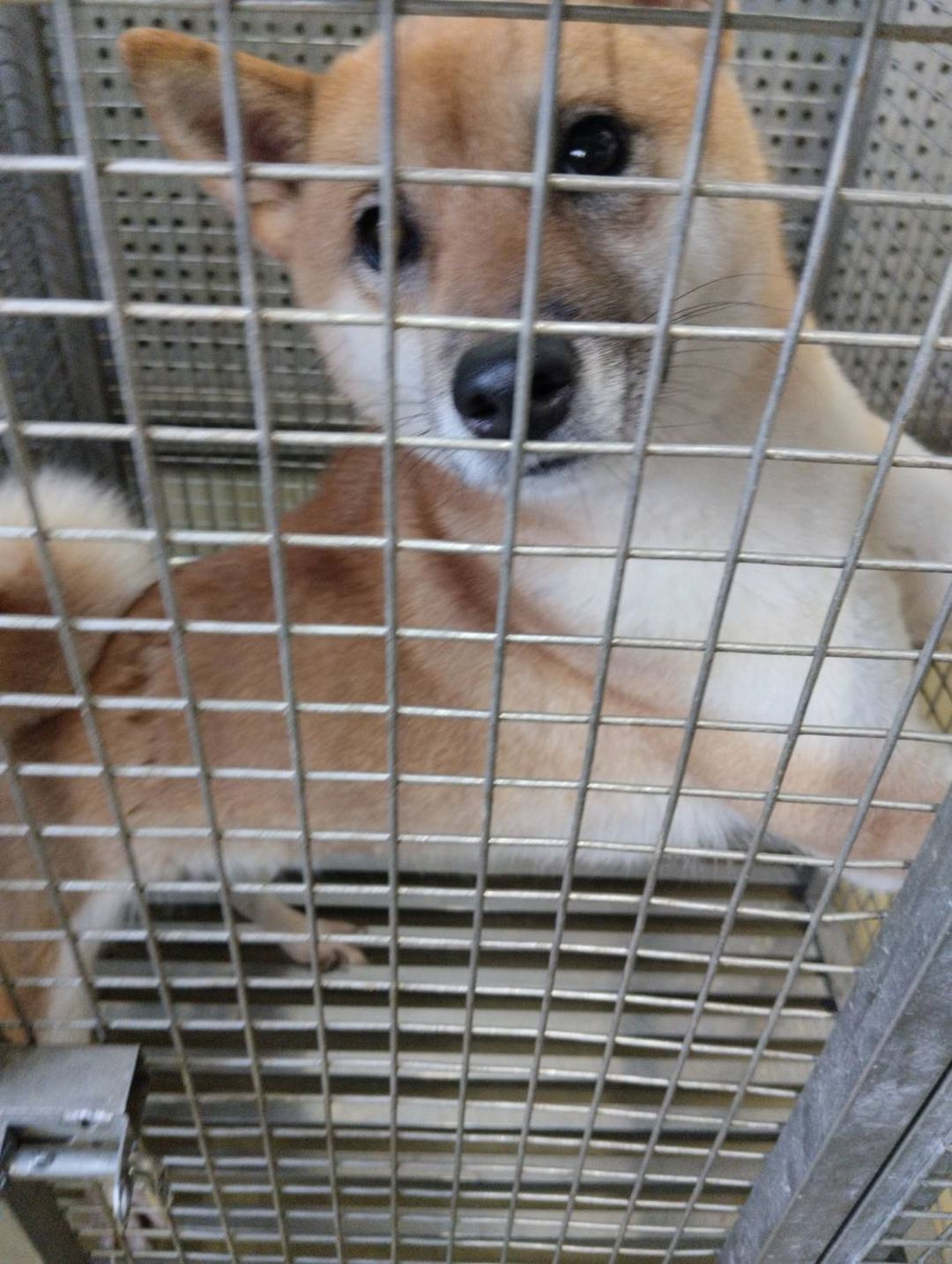 Photo of No. TAAAG1130116012, Adult · Female · Medium · Shiba Inu