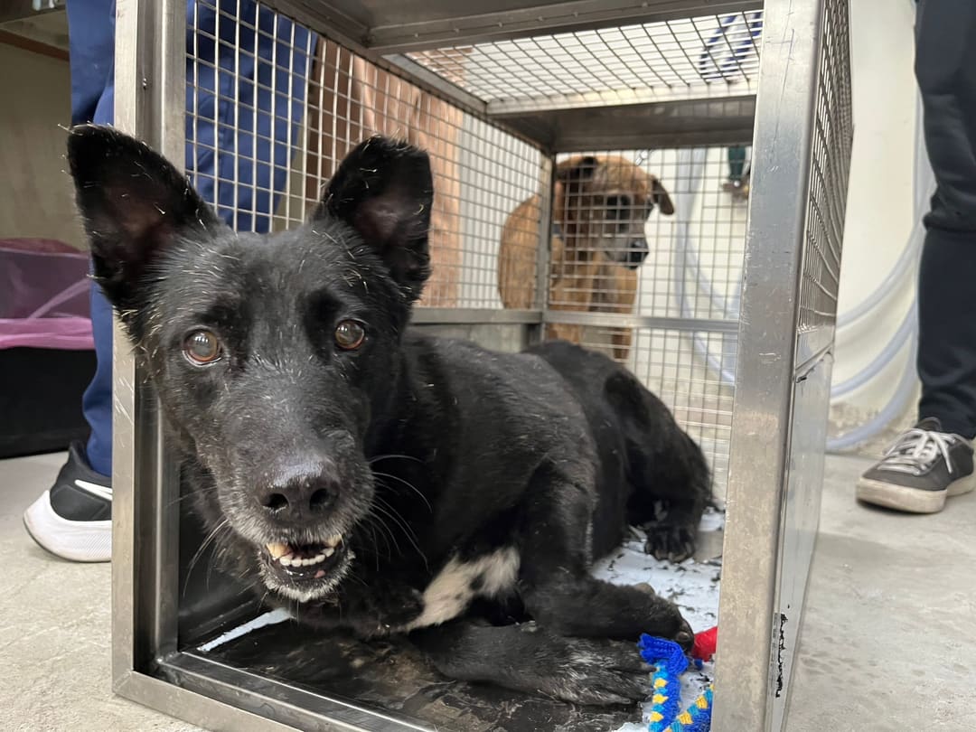 Photo of No. VAAAG113011702, Adult · Male · Medium · Mixed breed