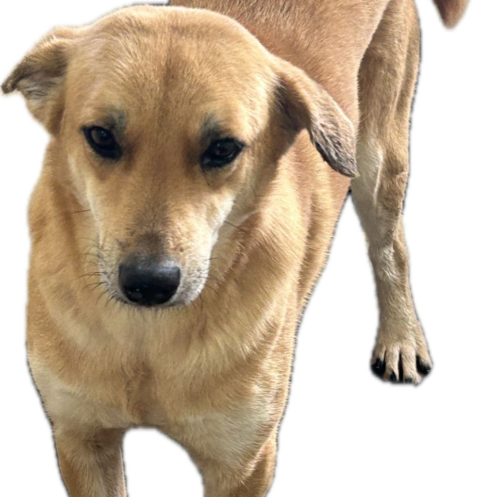 Black-and-tan adult female mixed-breed dog, Large, shelter no. …2019