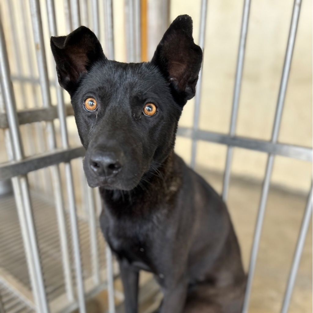 Black adult male mixed-breed dog, Large, shelter no. …5012