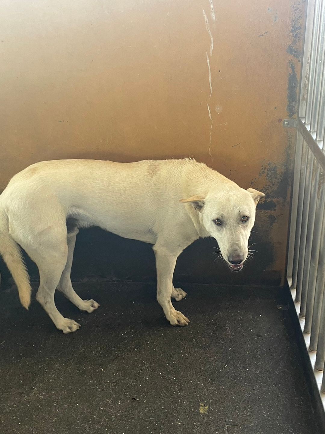 Photo of No. PAAAG1130118017, Adult · Male · Large · Mixed breed