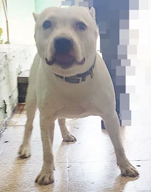 Photo of No. FAAAG11301200017, Adult · Male · Medium · American Pit Bull Terrier