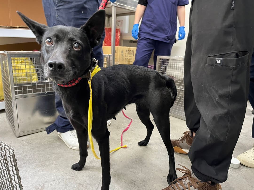 Photo of No. VAAAG113012203, Adult · Female · Medium · Mixed breed