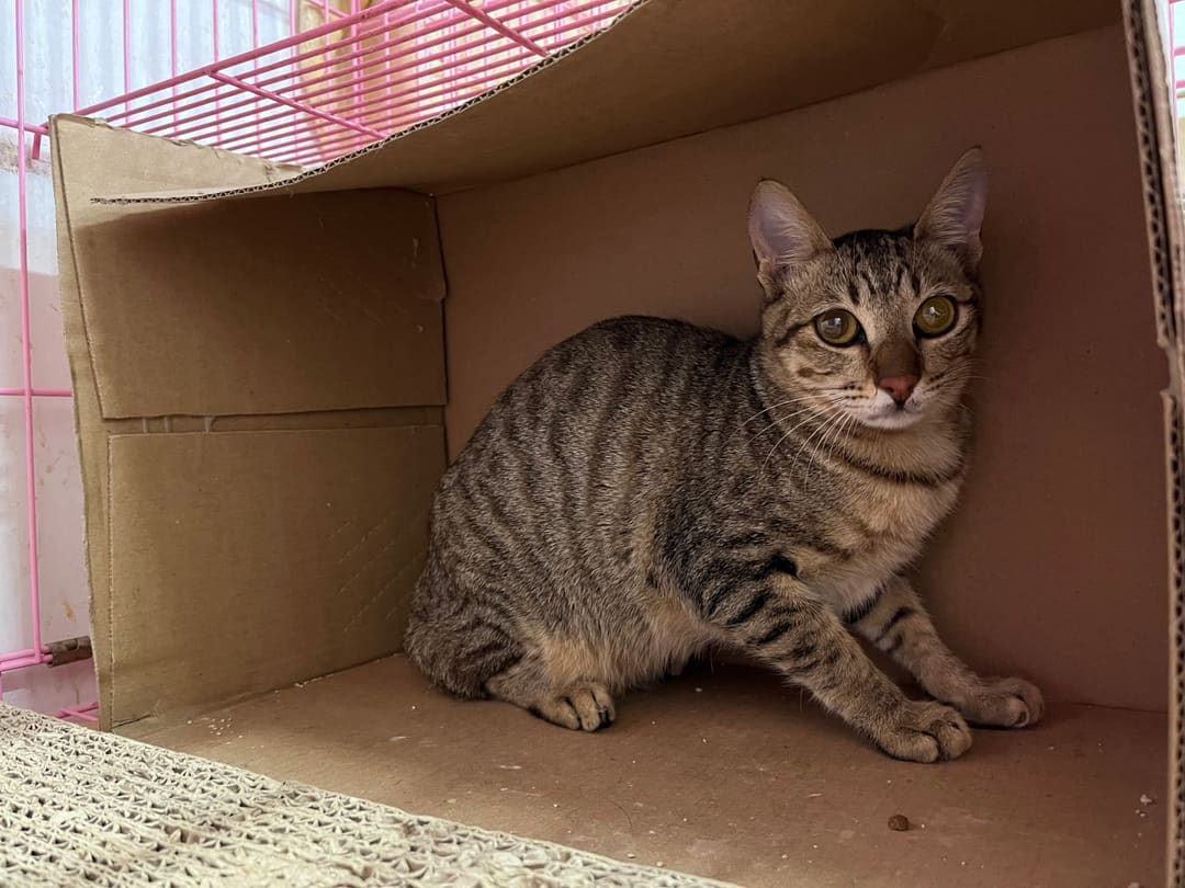 Photo of No. VAAAG113012206, Adult · Male · Medium · Mixed breed