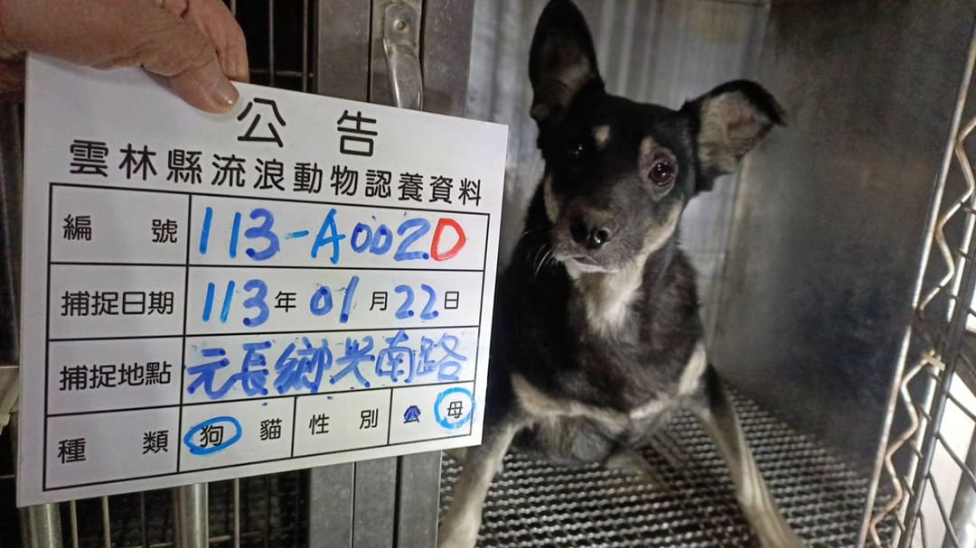 Photo of No. 113-A002D, Adult · Female · Large · Mixed breed